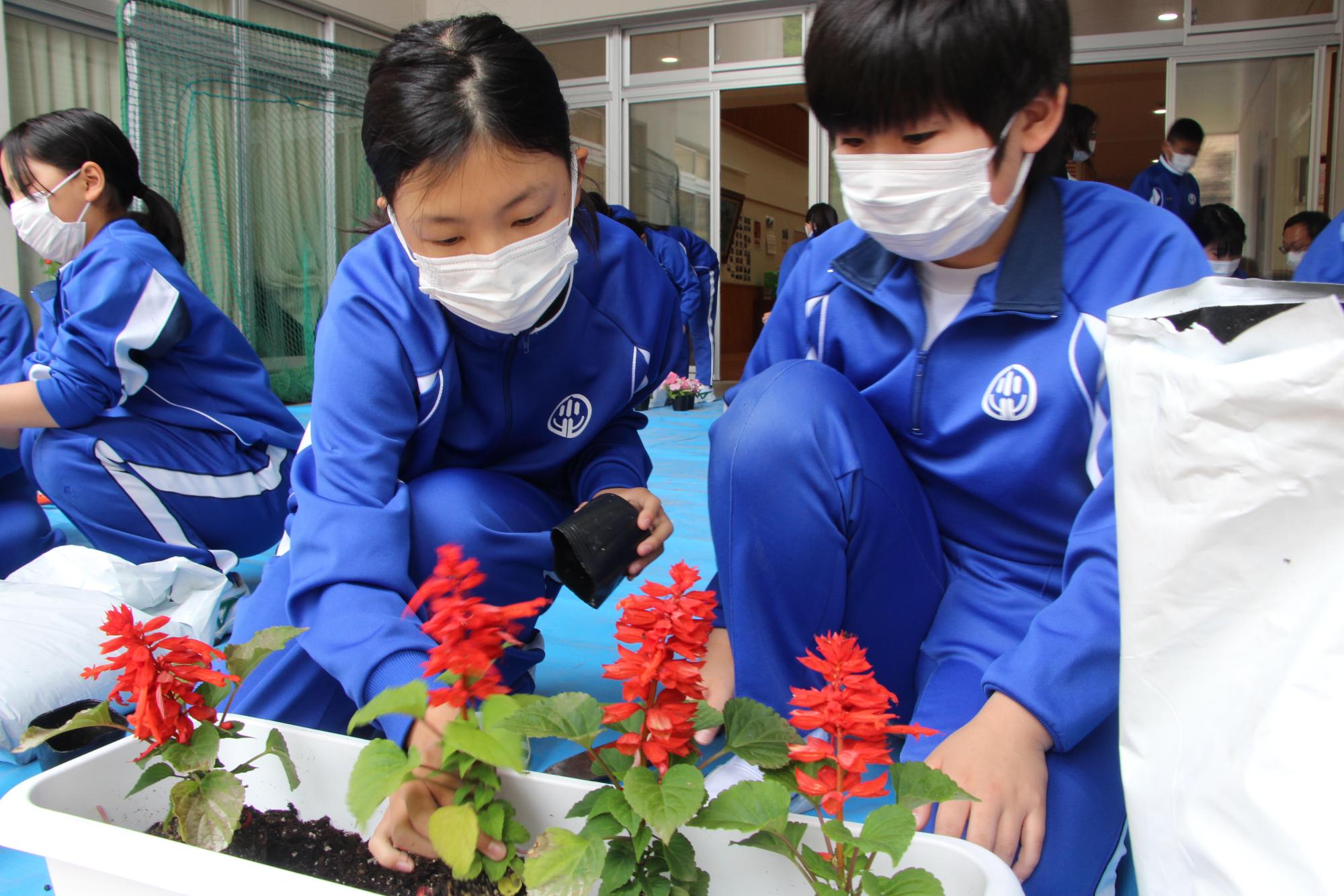 サルビアの苗をプランターに植えている小学生の写真