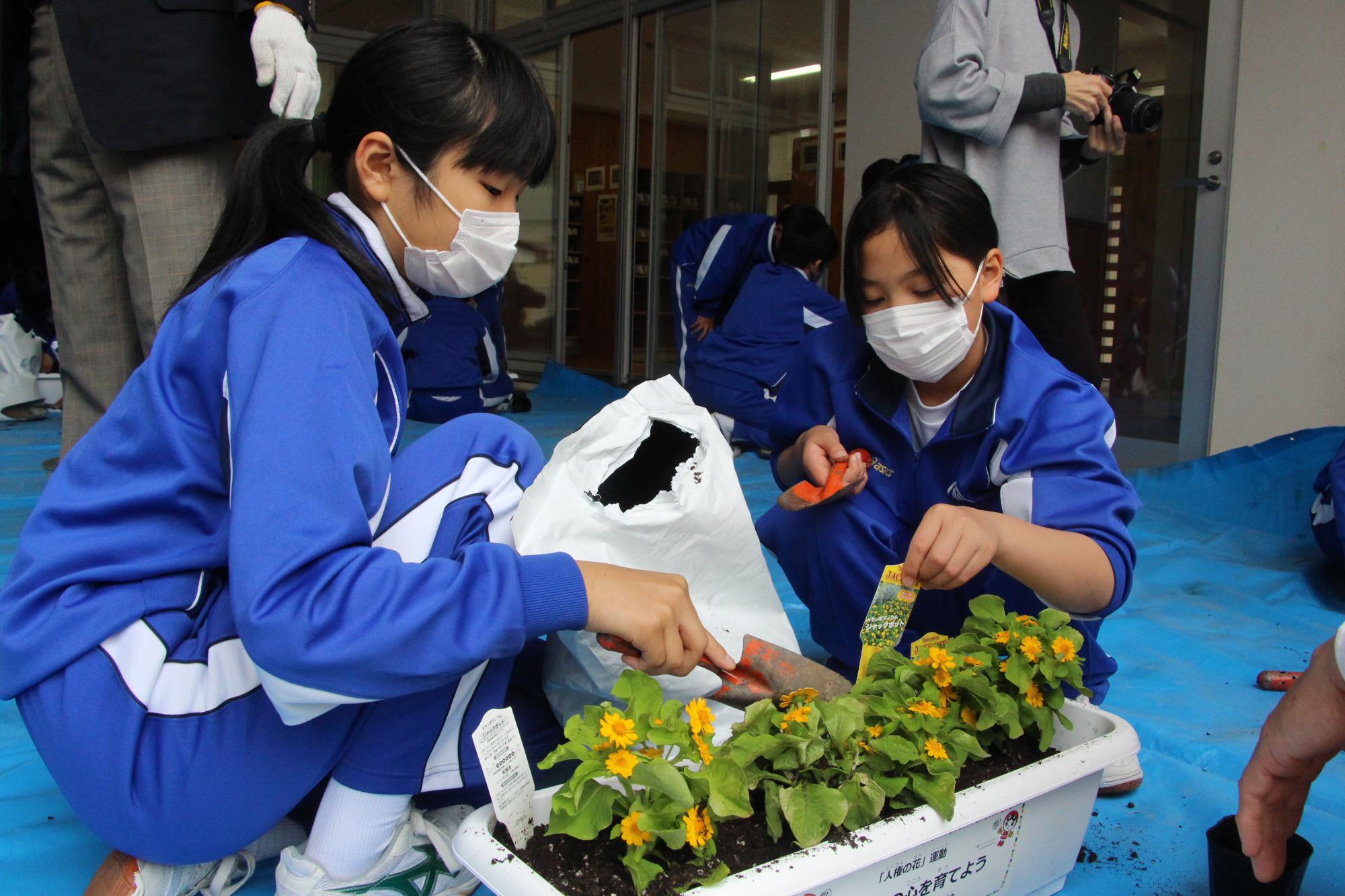 プランターにメランポジウムの花を協力して植える小学生の写真