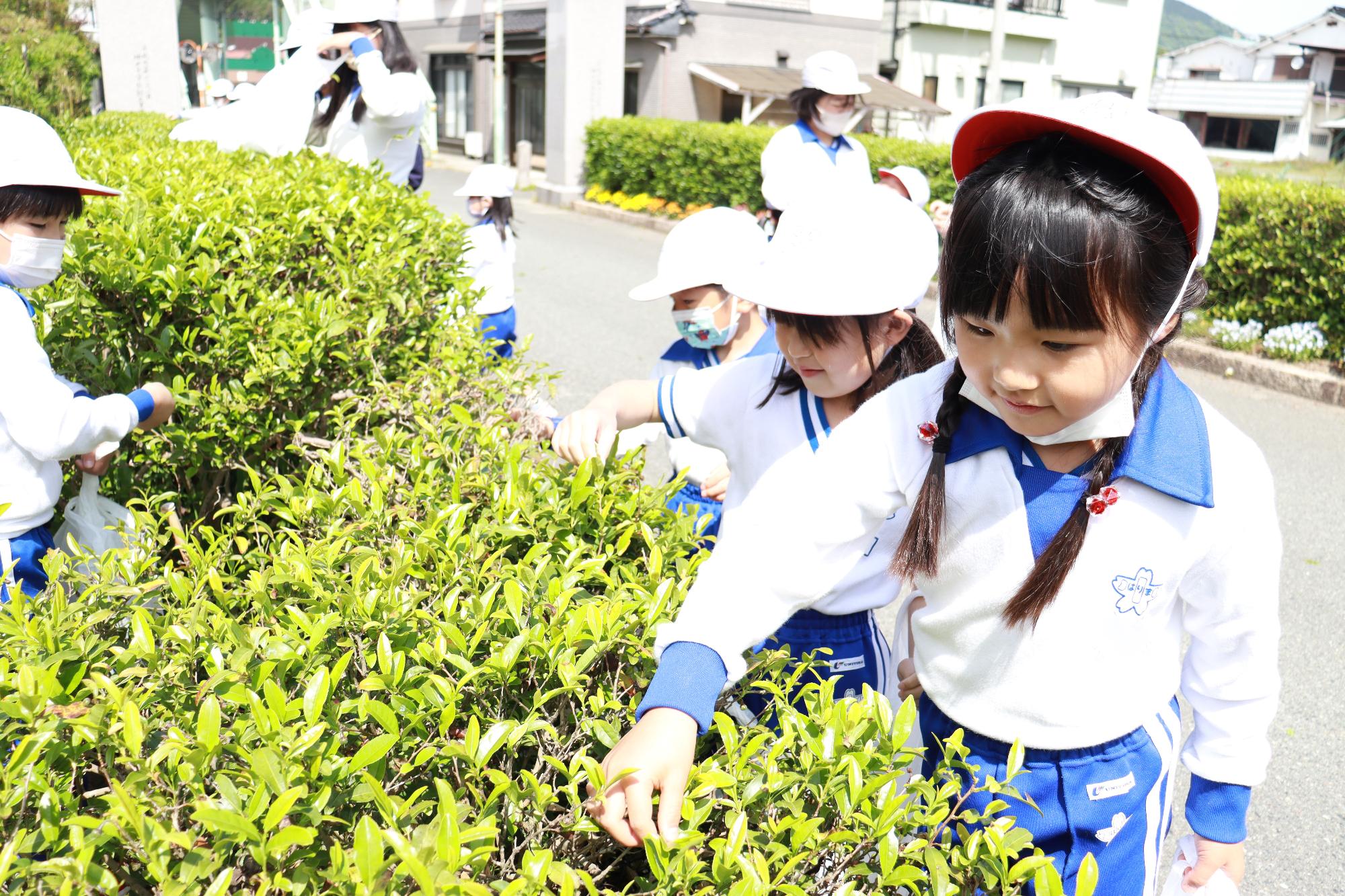 真剣にお茶を摘む児童の写真