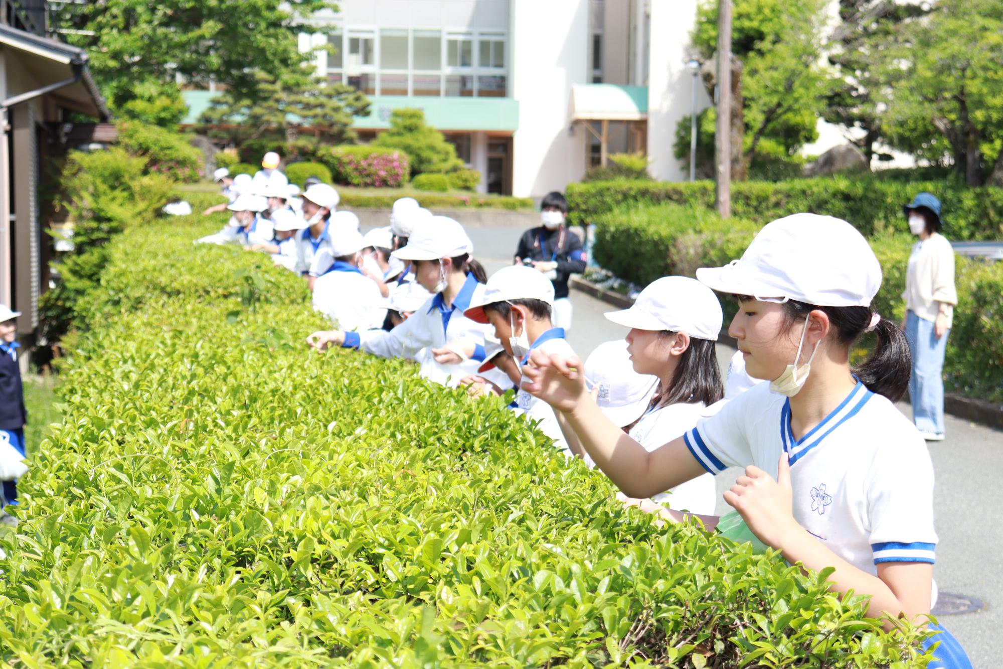 一列に並んでお茶を摘む児童の写真