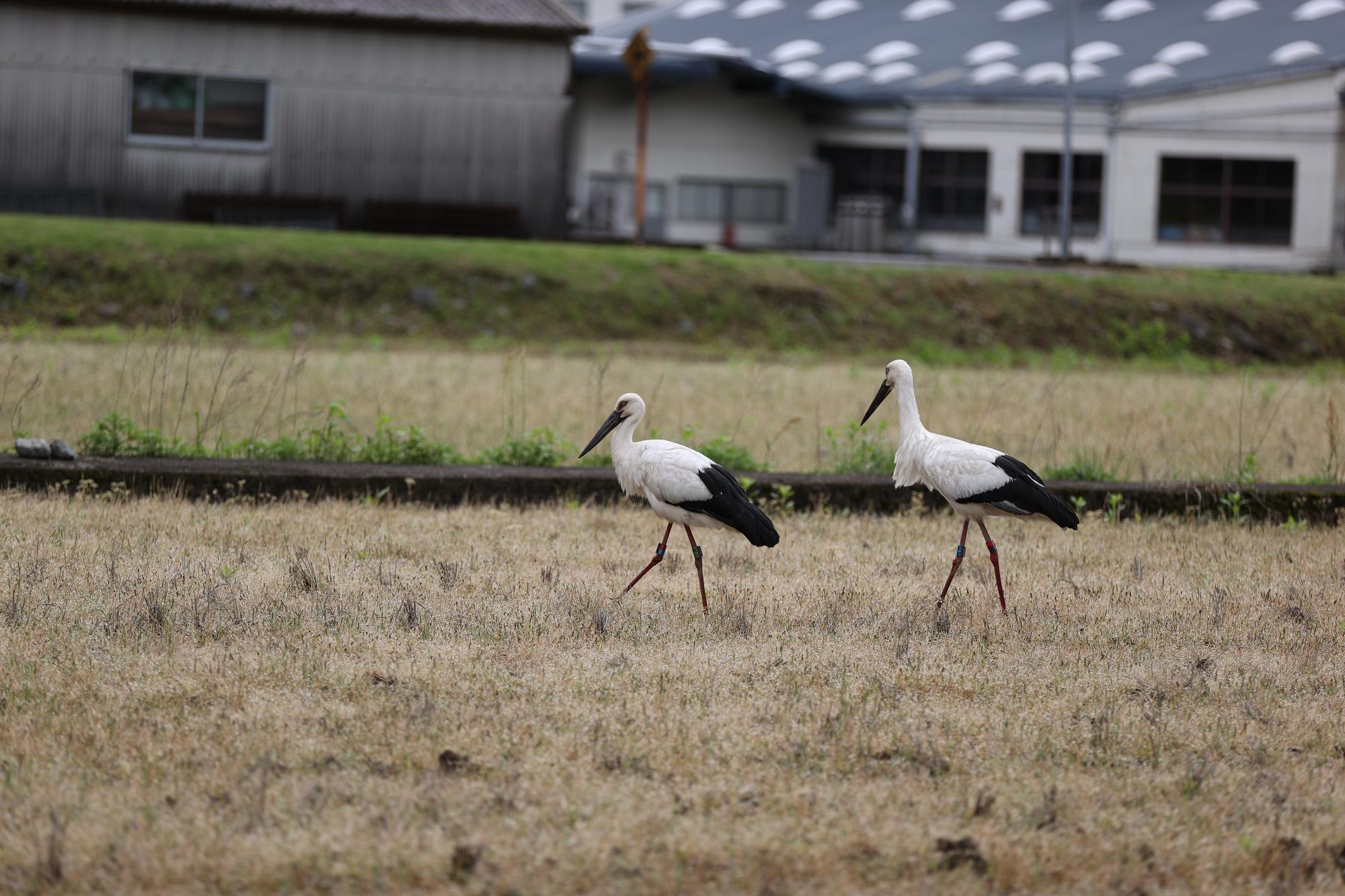 2羽のコウノトリが田んぼの中を仲良く歩いている様子の写真