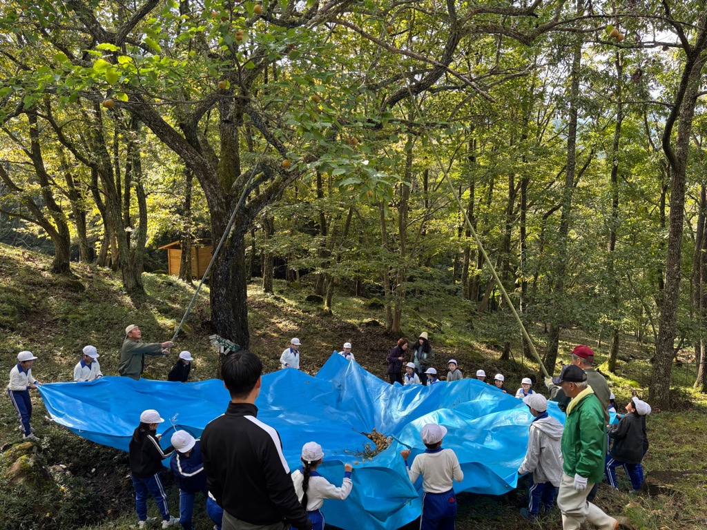 山梨を竹の棒で揺すって落として収穫している様子