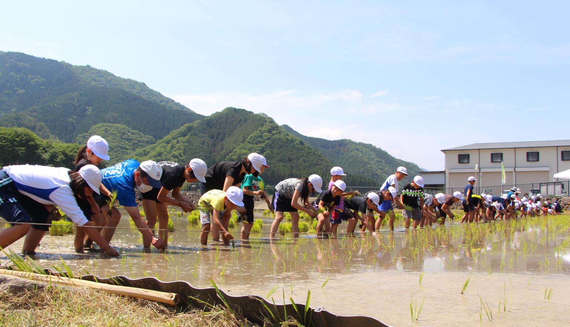 上級生が下級生に教えながら横一列に並んで稲の苗を植えている写真