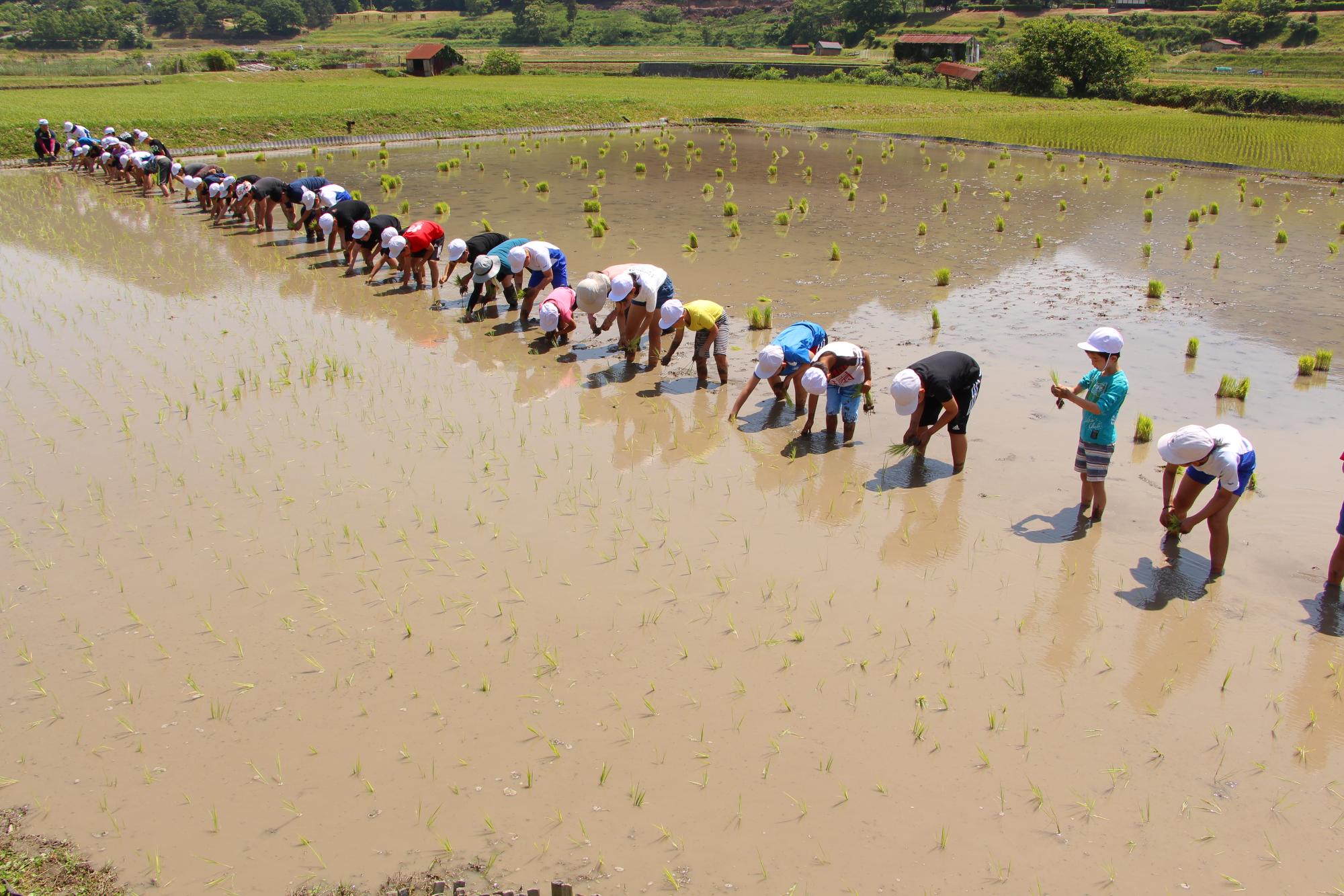 水を張った田んぼに横一列に並んで稲の苗を植える子どもらの写真