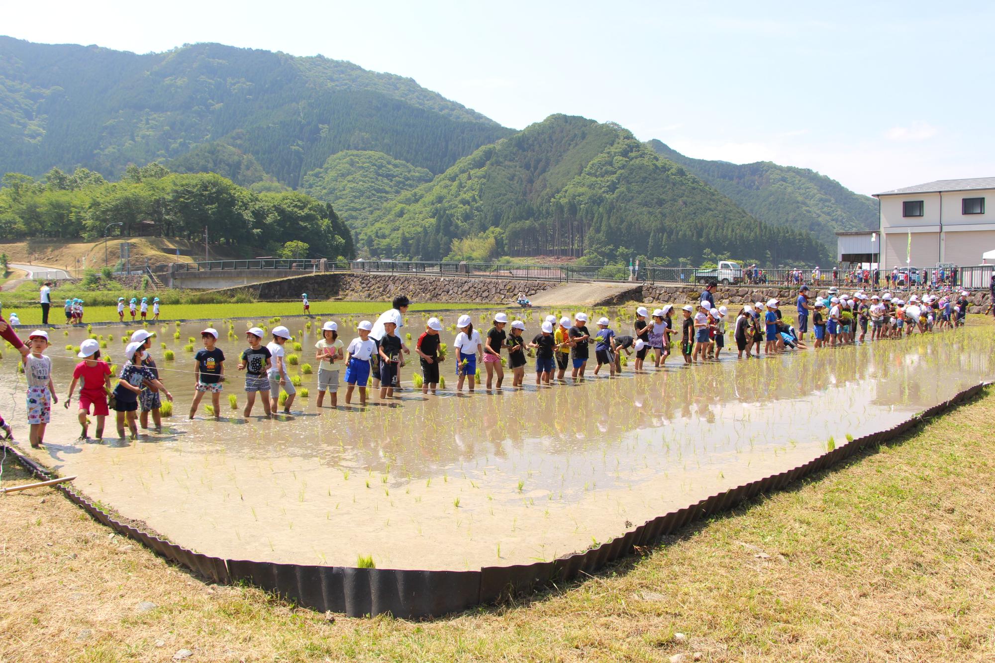 一宮北こども園の園児らが見守るなか一宮北小学校の児童らが田植えをしている写真