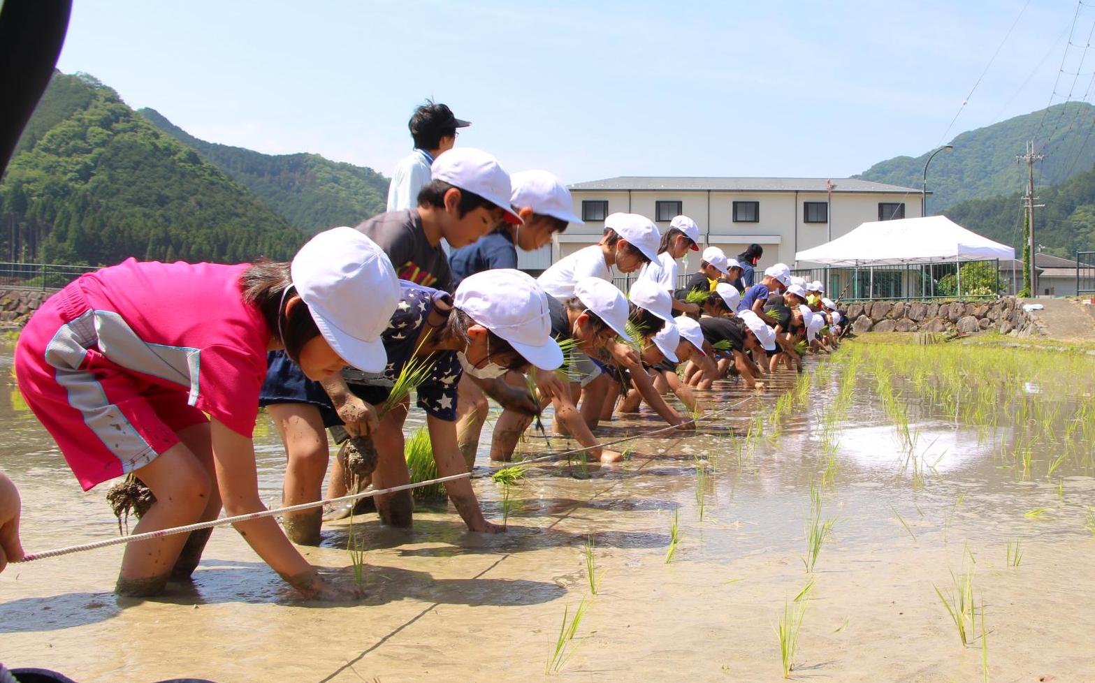 先生が持ったロープにそって横一列に並び稲の苗を植える児童らの写真