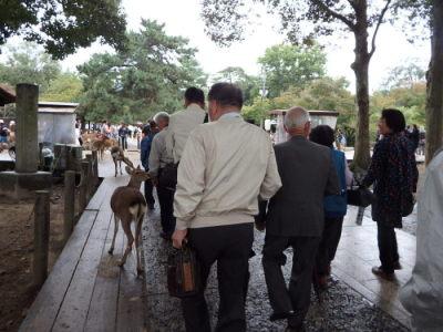 東大寺で鹿の近くを高齢者の方々が歩いている写真