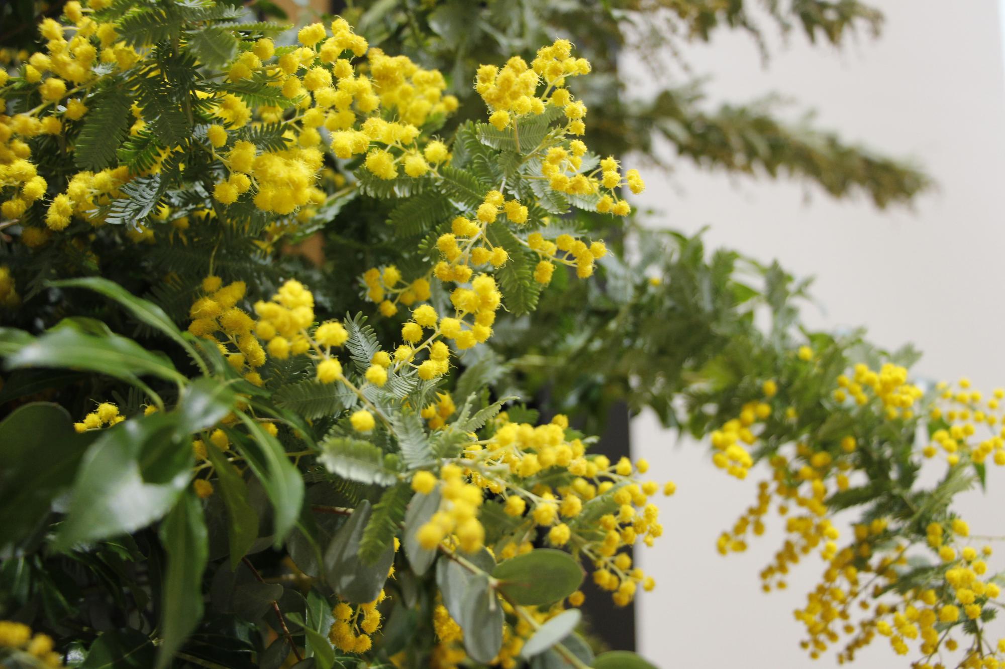 黄色い花を枝いっぱいにつけたミモザの写真