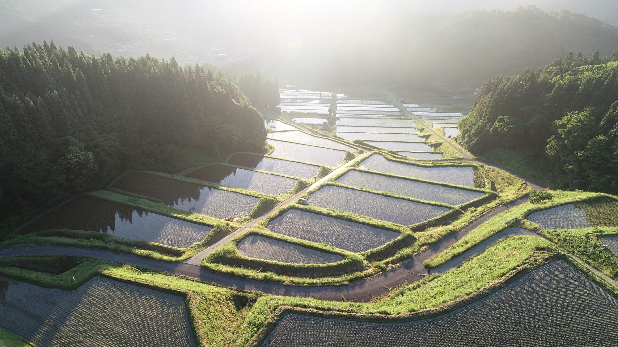 陽光に照らされた水田が広がる飯見の棚田の写真