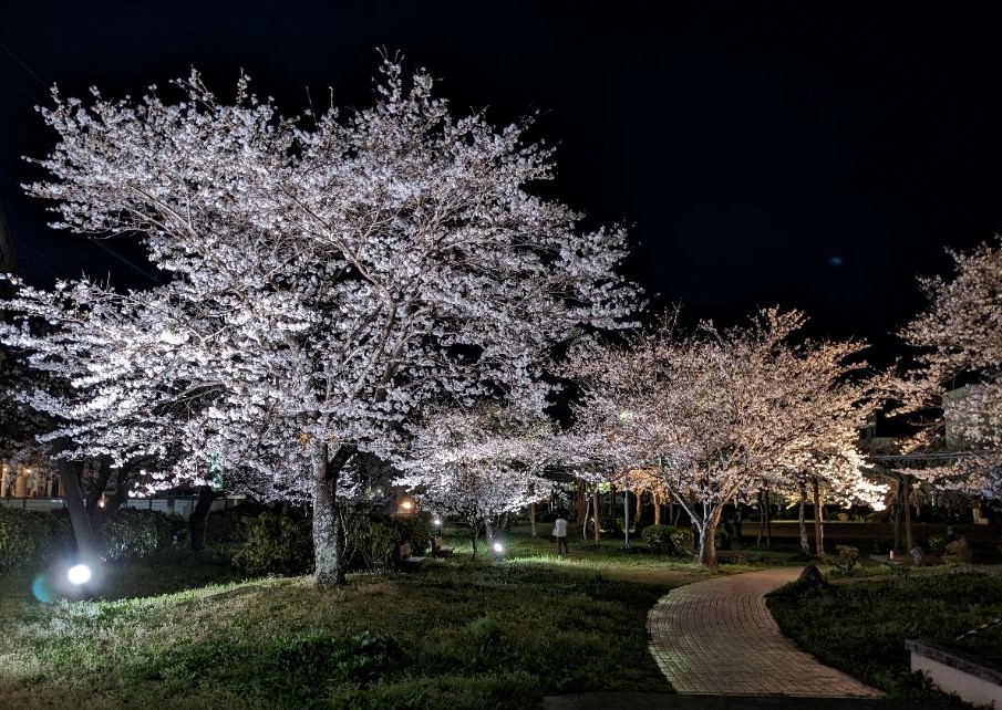 ライトアップされた夢公園の桜の写真