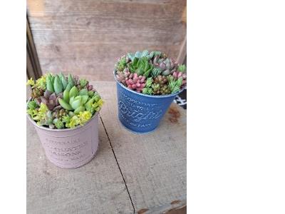 制作された多肉植物鉢植え見本の写真