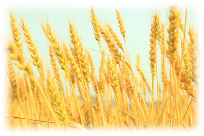 給食に使用する小麦（シロガネコムギ）の穂の写真