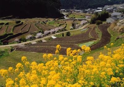 黄色い満開の菜の花の向こう側に広がる田植え前の棚田の風景写真
