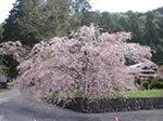 御形神社正福寺桜の写真
