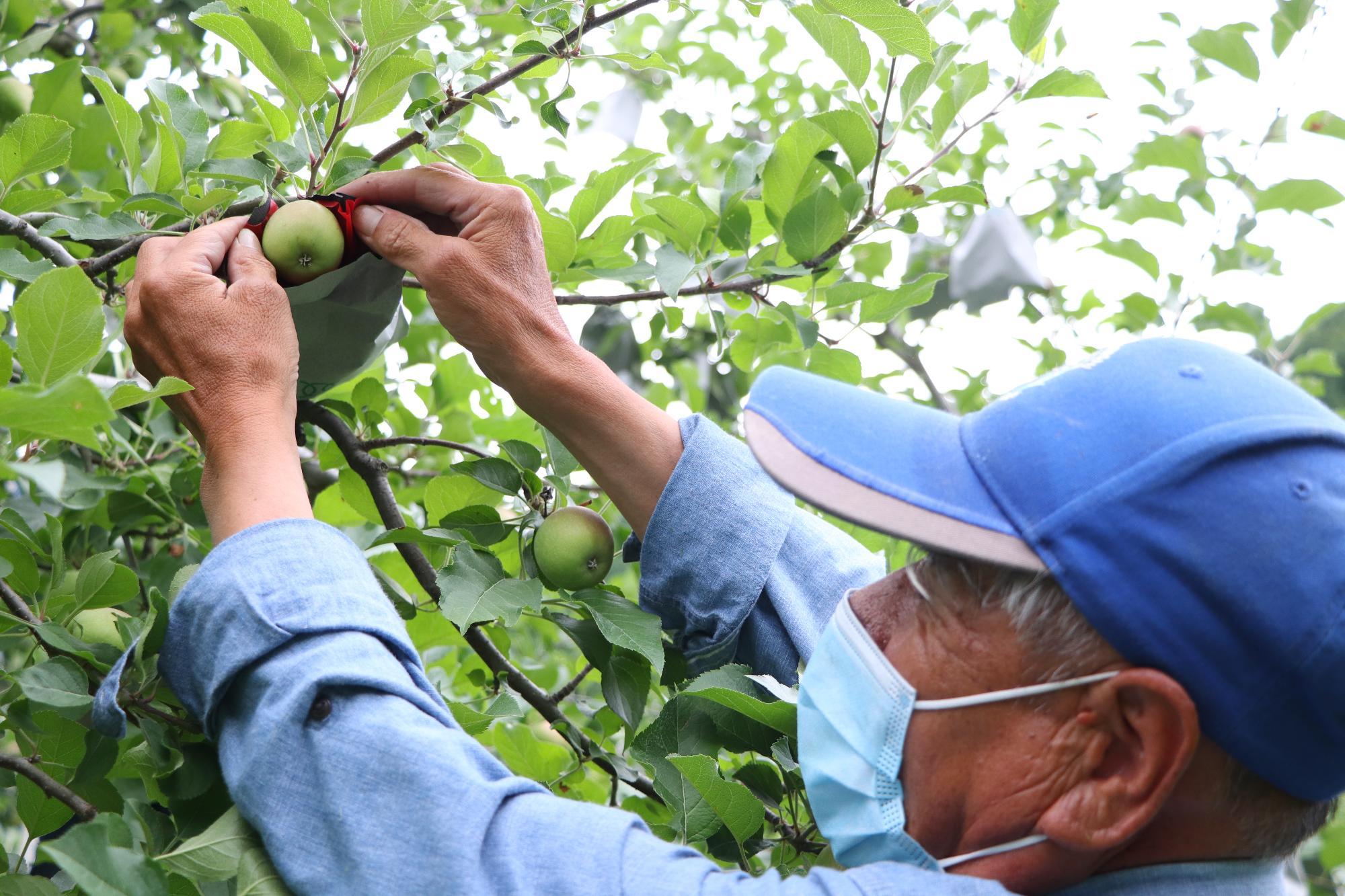 原観光りんご園職員の道下さんが小さな青いりんごの実に袋を掛けている写真