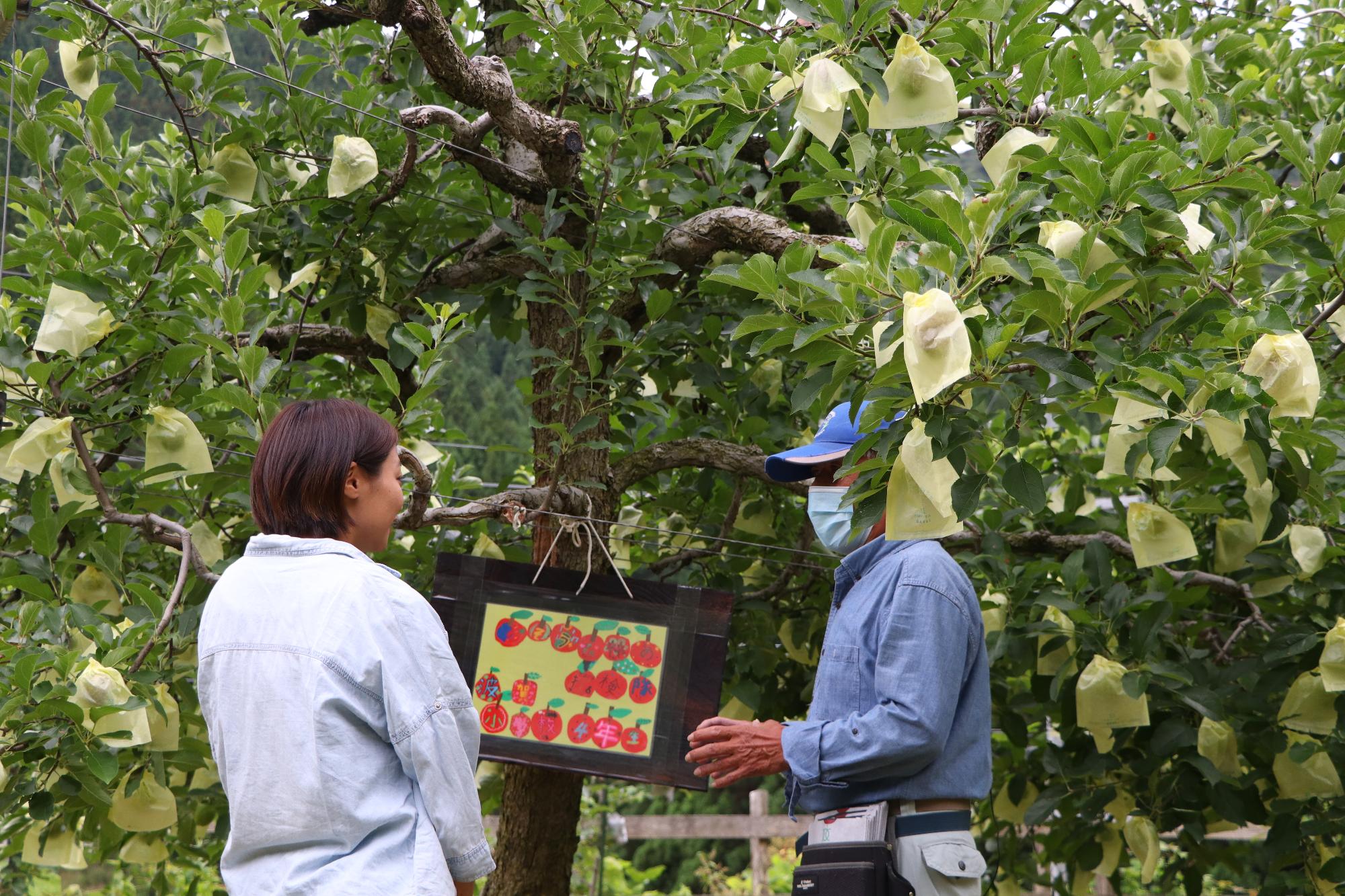 波賀小学校の4年生らが袋掛けをしたりんごの木の前で話をする原観光りんご園の道下政信さんとしそうチャンネルの森脇リポーターの写真