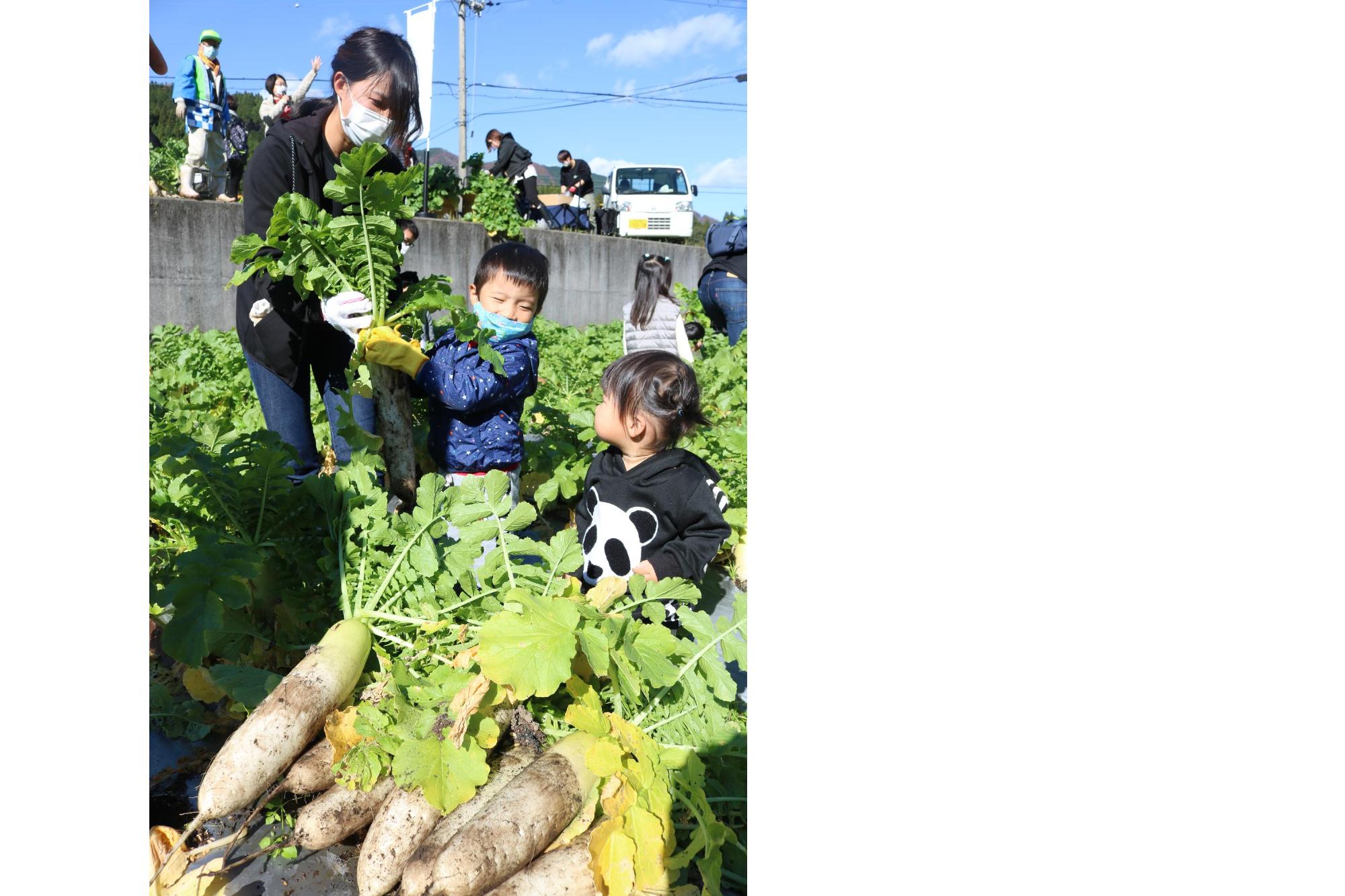 園児らが畑で野菜を収穫している様子