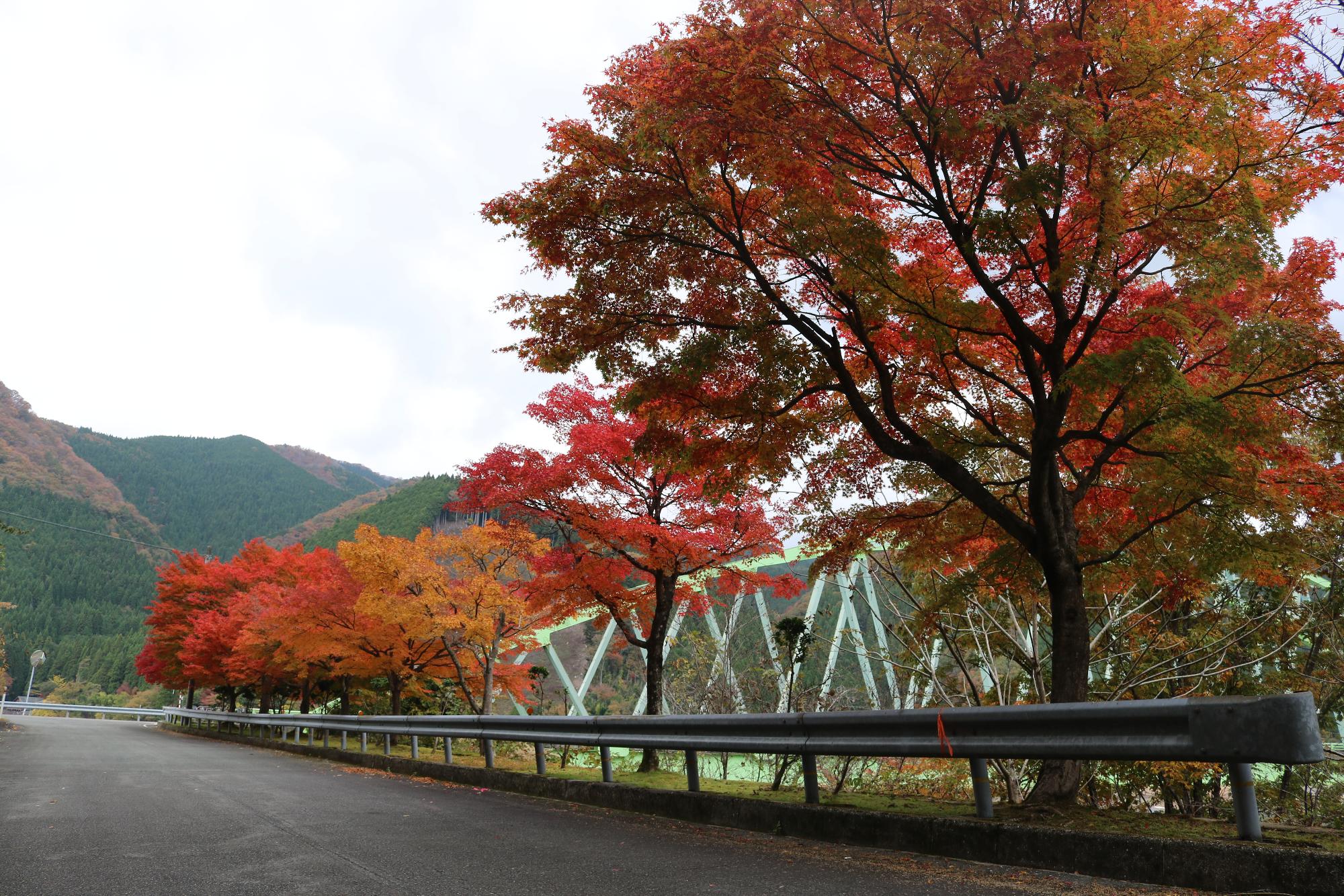 音水湖周辺の木々が紅葉している様子