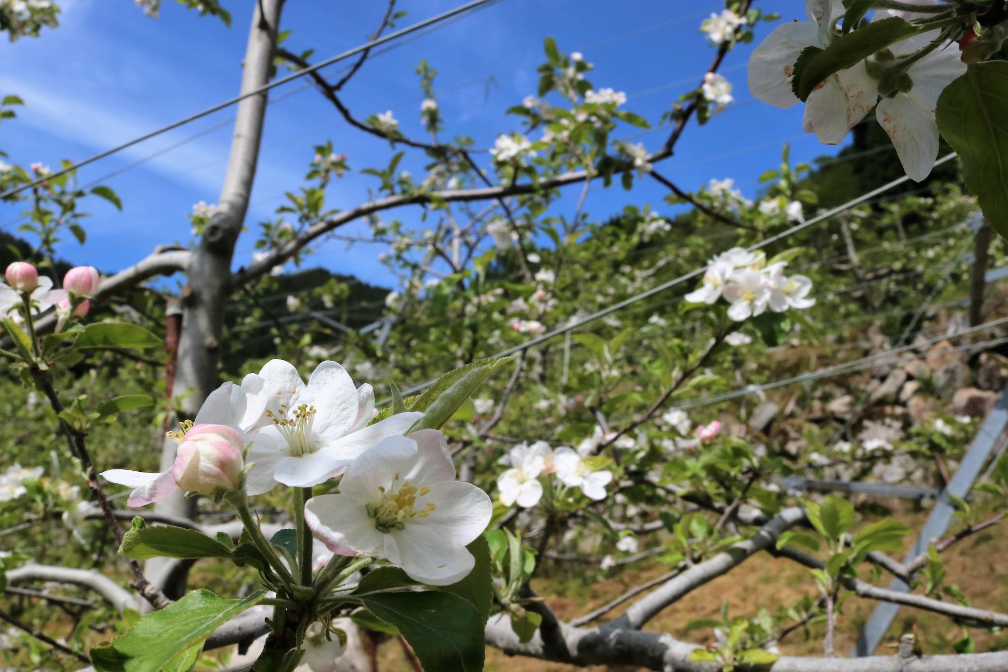 原観光りんご園でりんごの木に淡いピンク色のりんごの花が咲いている写真