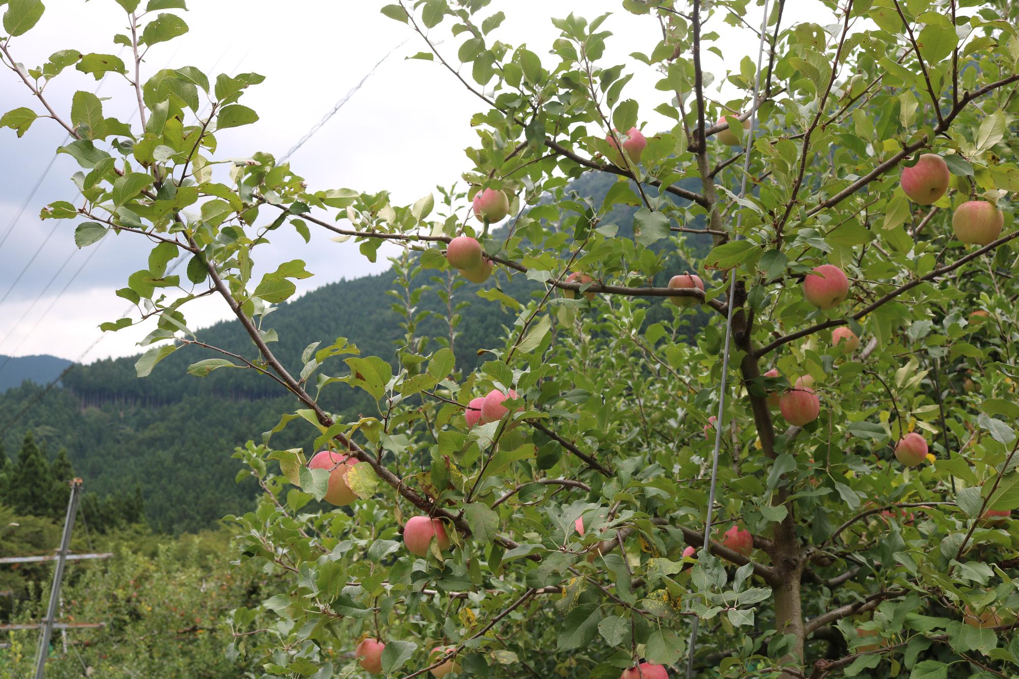 りんごの木にりんごがたくさん生っている様子