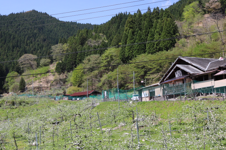 原観光りんご園の事務所前にりんごの花が咲いているりんごの木が立ち並んでいる写真