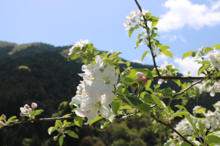 波賀町の山を背景に、りんごの木の枝に白く咲く満開のりんごの花が正面に大きく写された写真