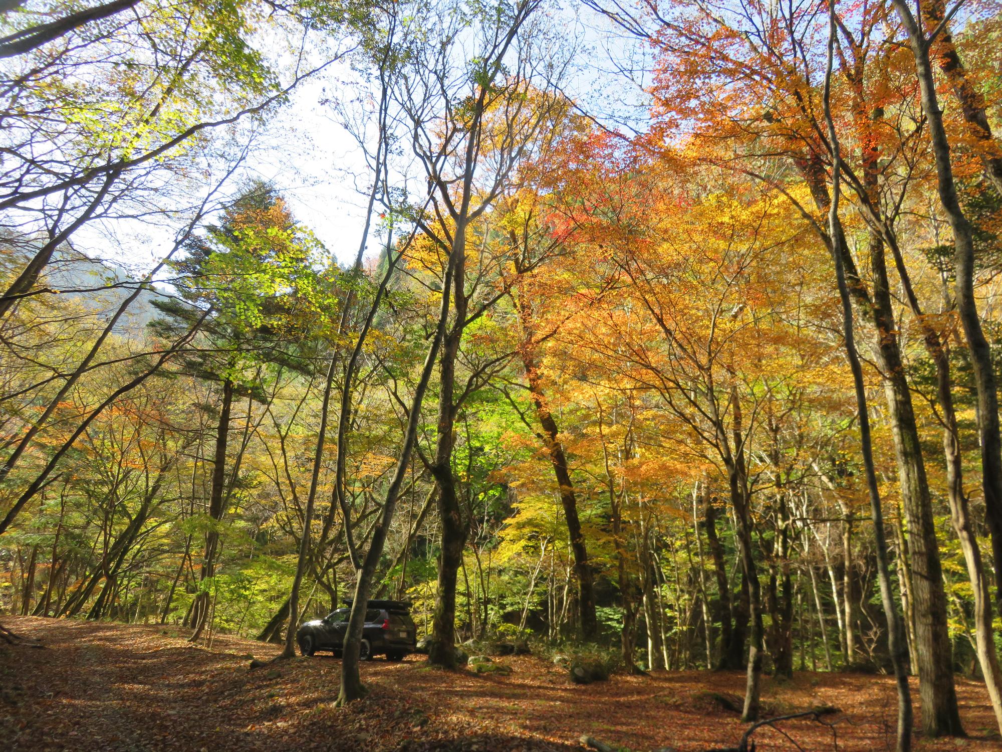 見ごろを迎えた音水渓谷の紅葉