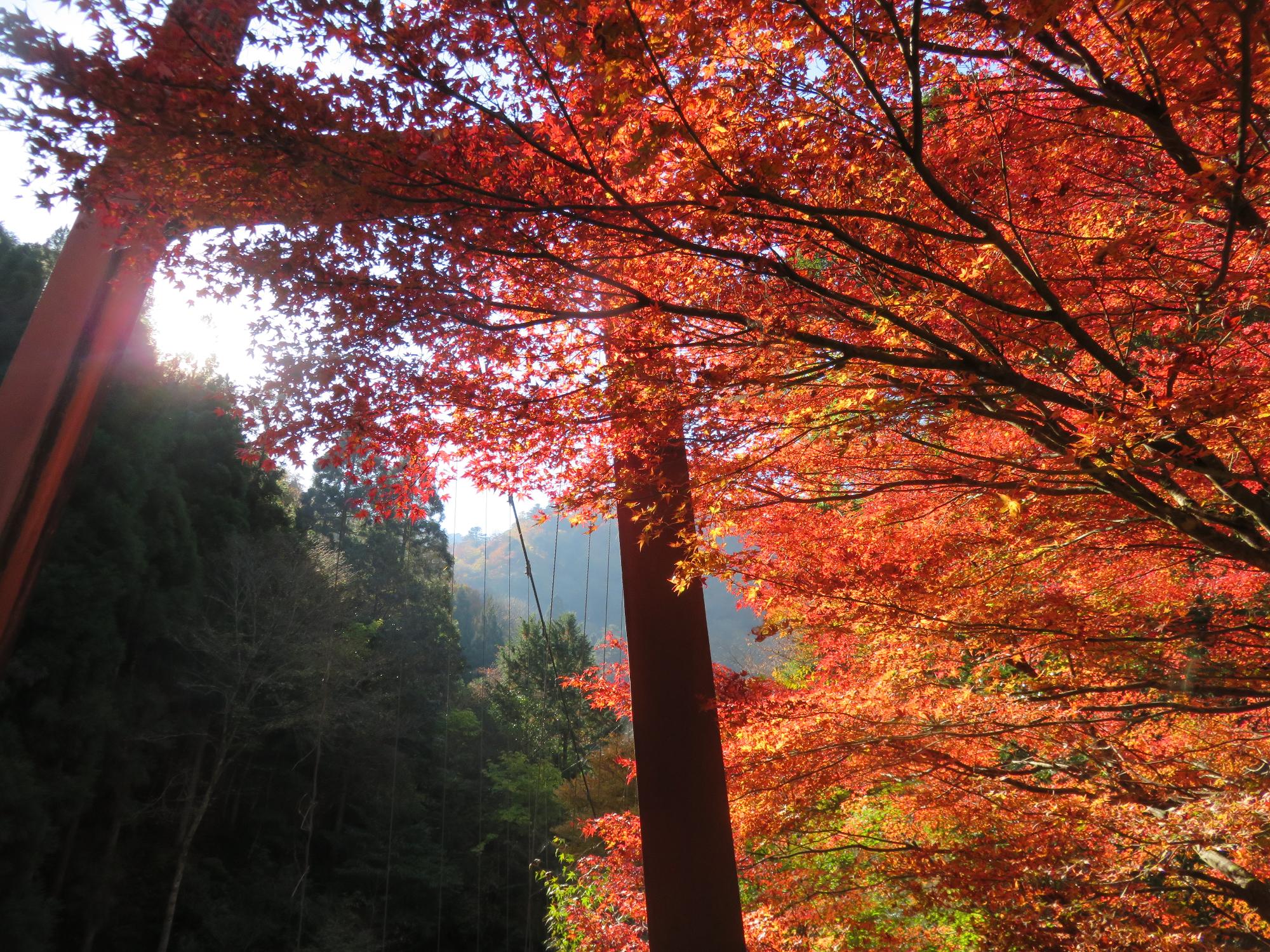 紅葉の見ごろを迎えた不動滝かえで橋