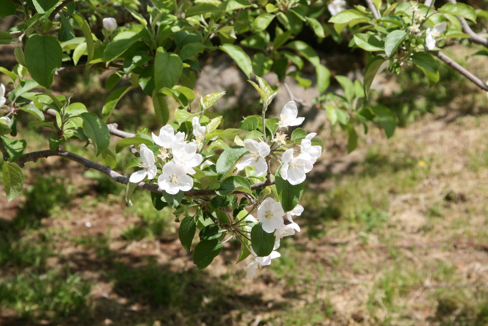 原観光りんご園のりんごの木が淡いピンクに近い白い花を咲かせている写真