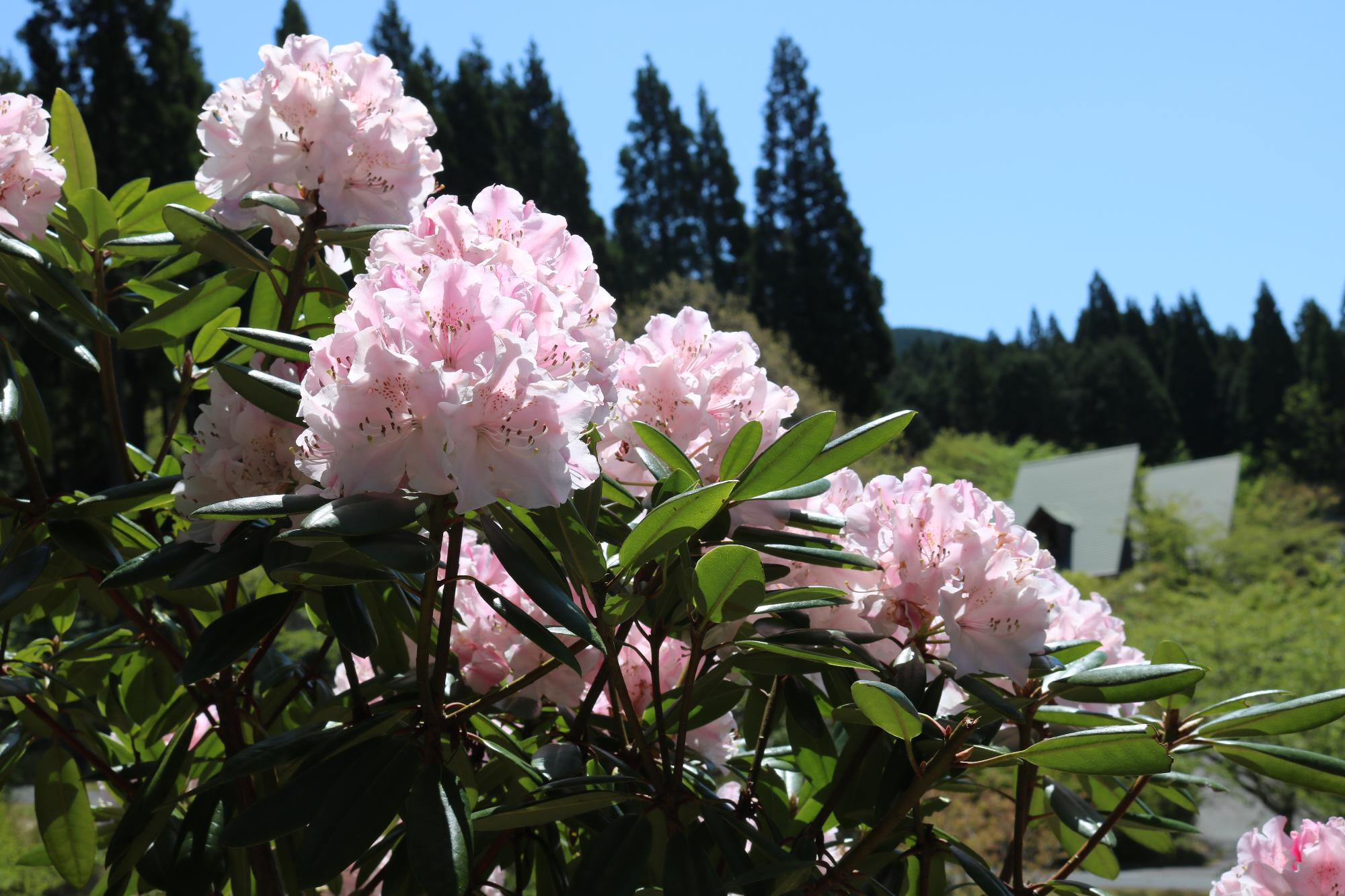 東山シャクナゲ園でシャクナゲの花が咲いている様子