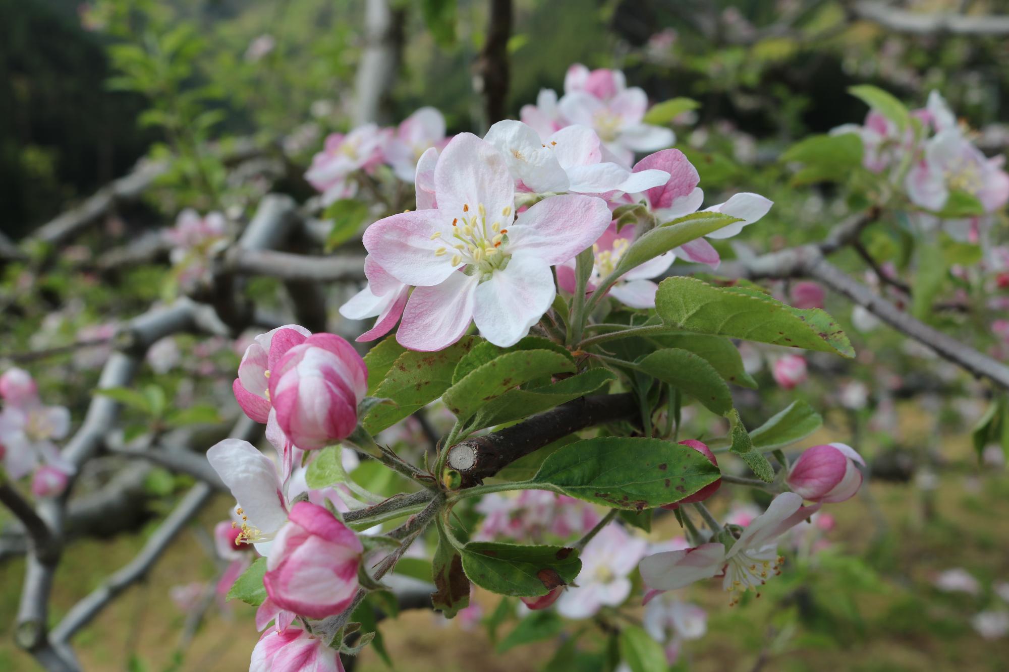 薄っすらとピンクがかった白いリンゴの花のアップの写真