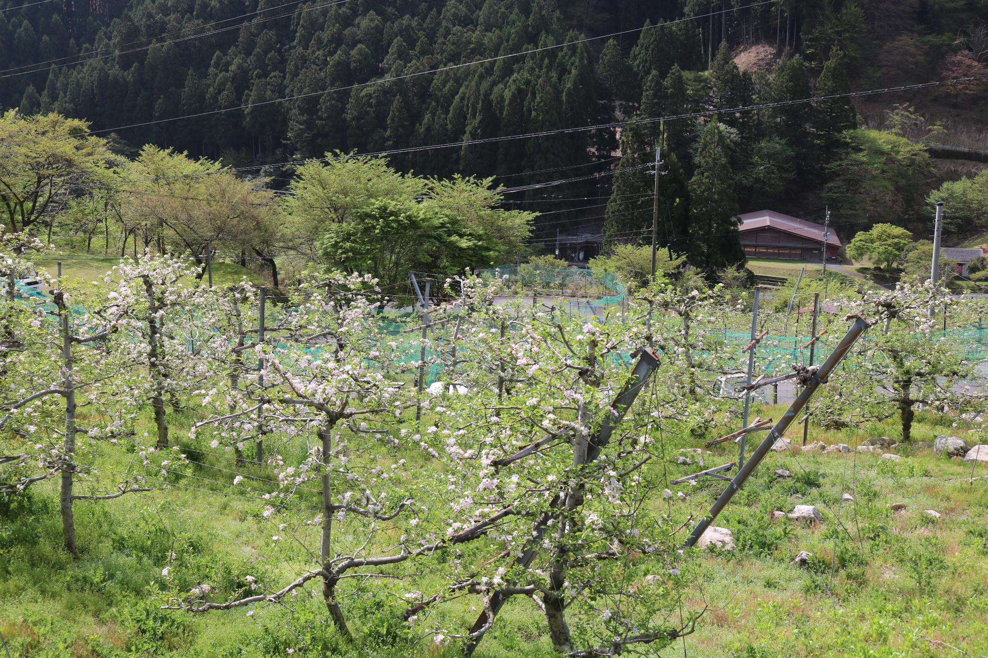 広大な園内に植えられたリンゴの木1本1本にたくさんの白いリンゴの花が咲いている写真