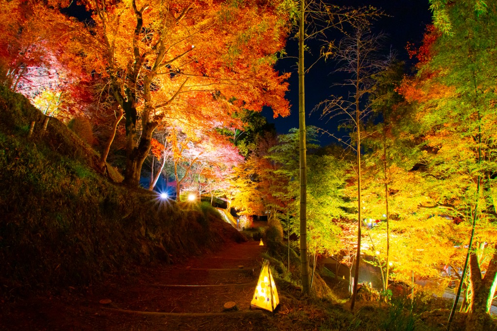 遊歩道が整備された最上山公園のもみじがライトアップされ真っ赤に染まっている画像