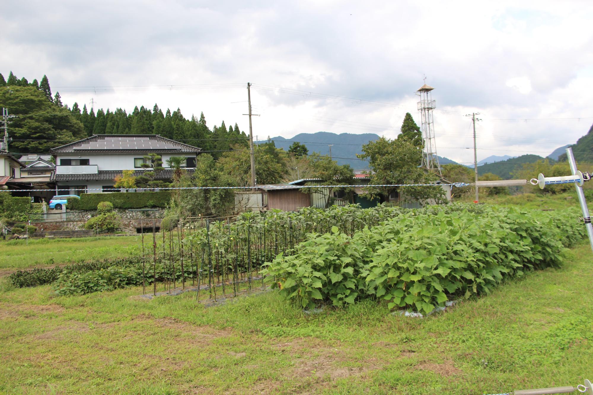 カフェ向かいにある中島さんの農園