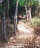 長水城跡に整備された木の階段の写真