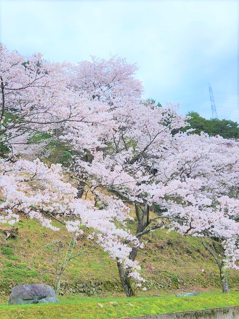 学遊館内で咲く満開の桜