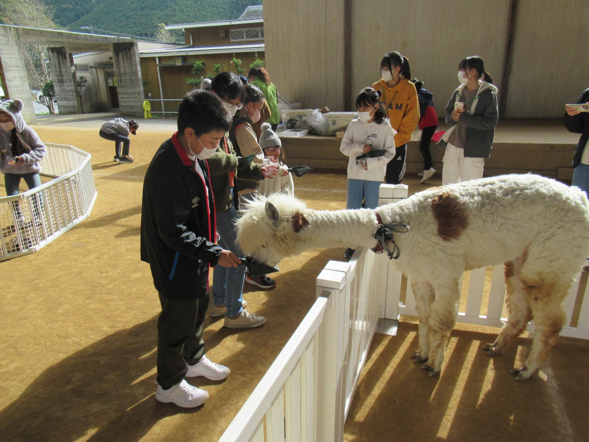アルパカにエサをあげる子ども達