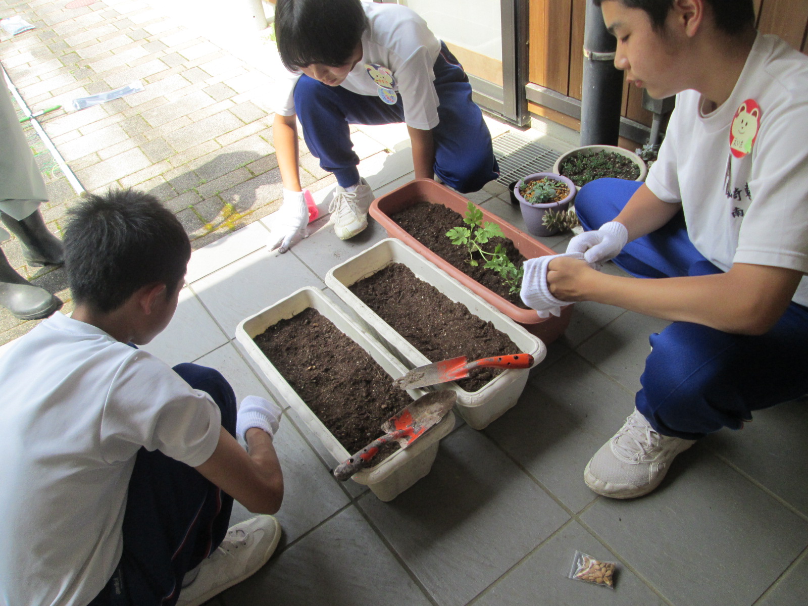 グリーンカーテンの植物をプランターに植えている生徒たちの写真
