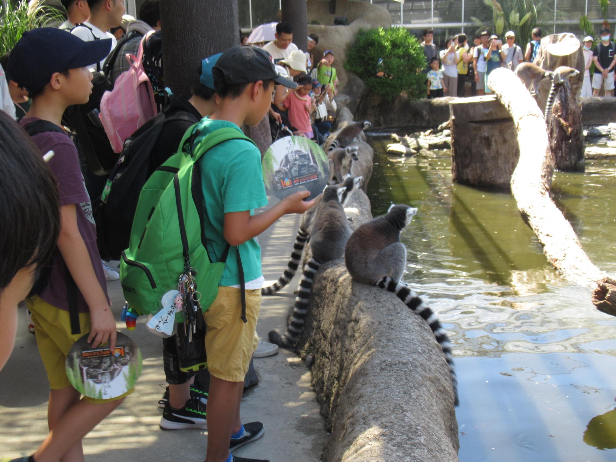 神戸どうぶつ王国で触れ合えるほど近くでワオキツネザルを見る子どもたちの写真