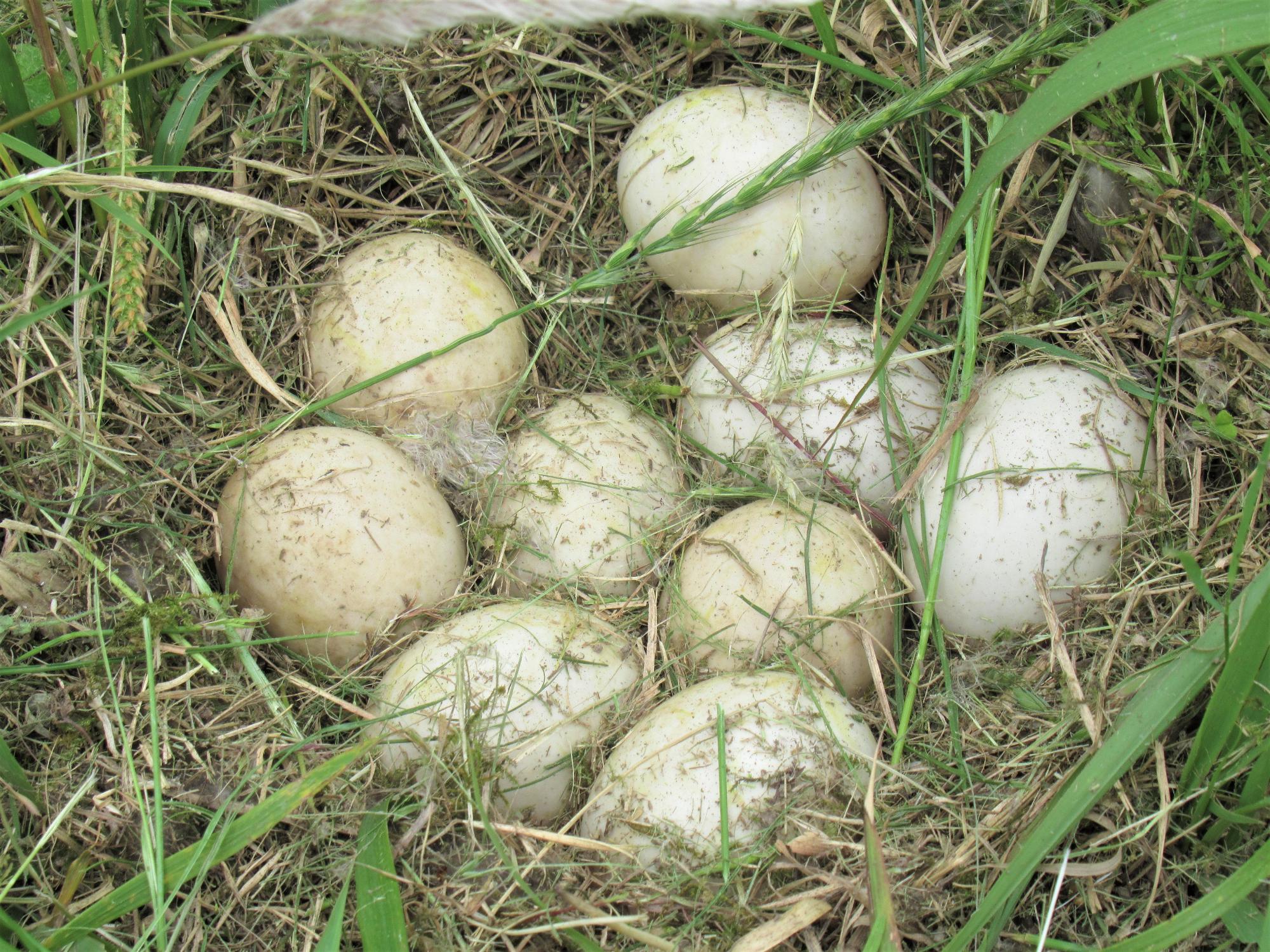 学遊館付近で発見された鴨の卵と推定される写真