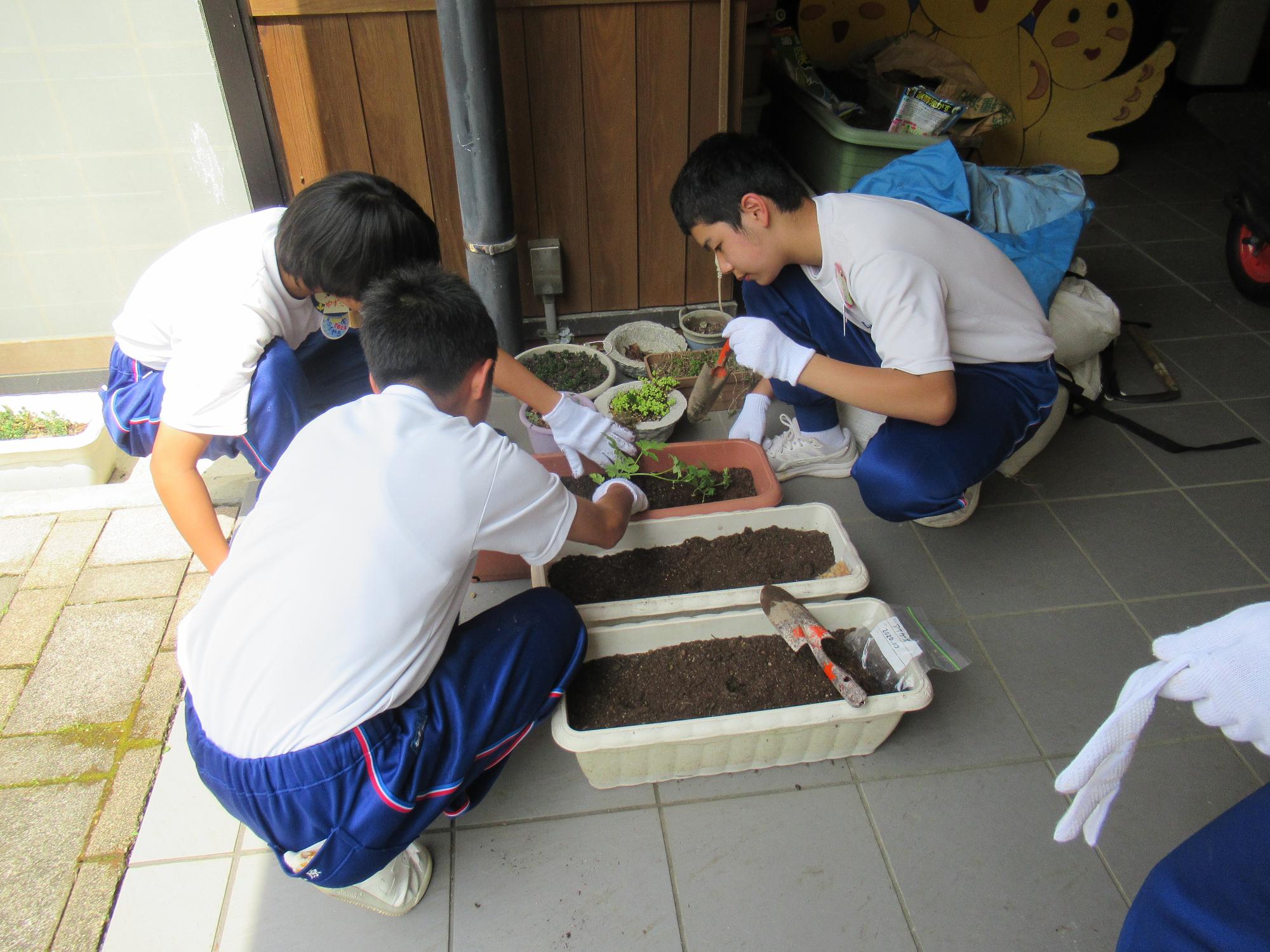 グリーンカーテンの植物をプランターに植えている生徒たちの写真