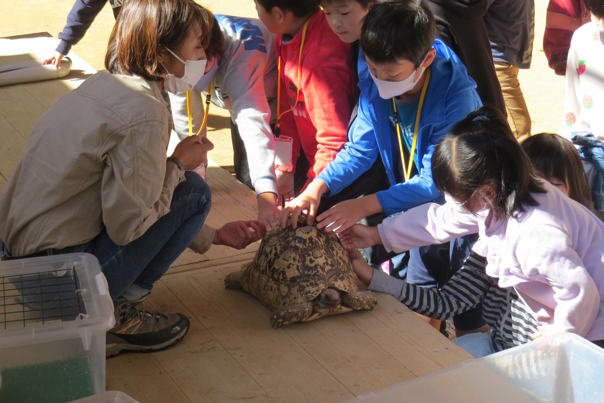 大きなカメを子どもたちが触っている写真