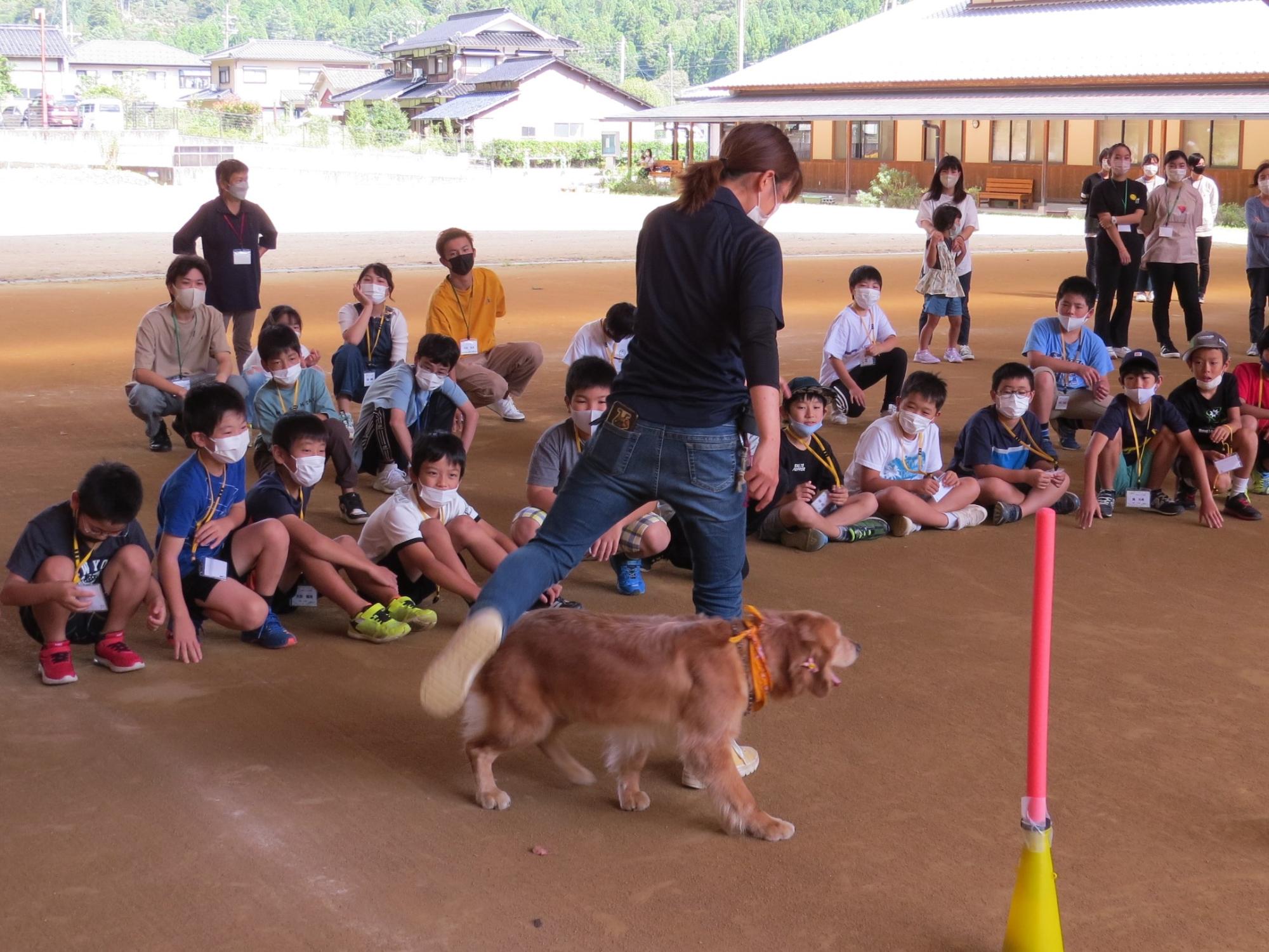 犬のトレーニング体験を見学する体験隊の子ども達の写真