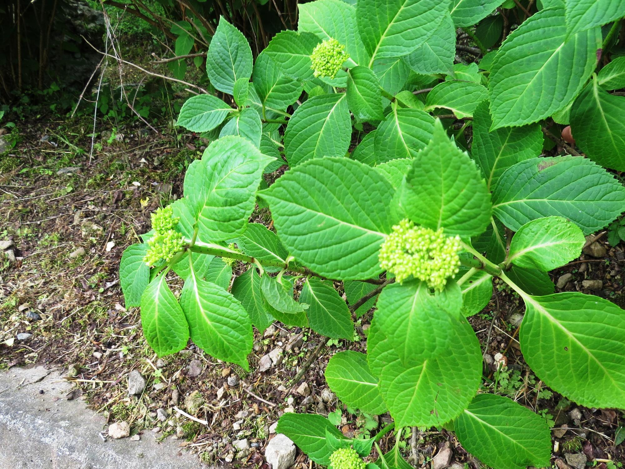 学遊館駐車場の紫陽花のはなのつぼみの写真