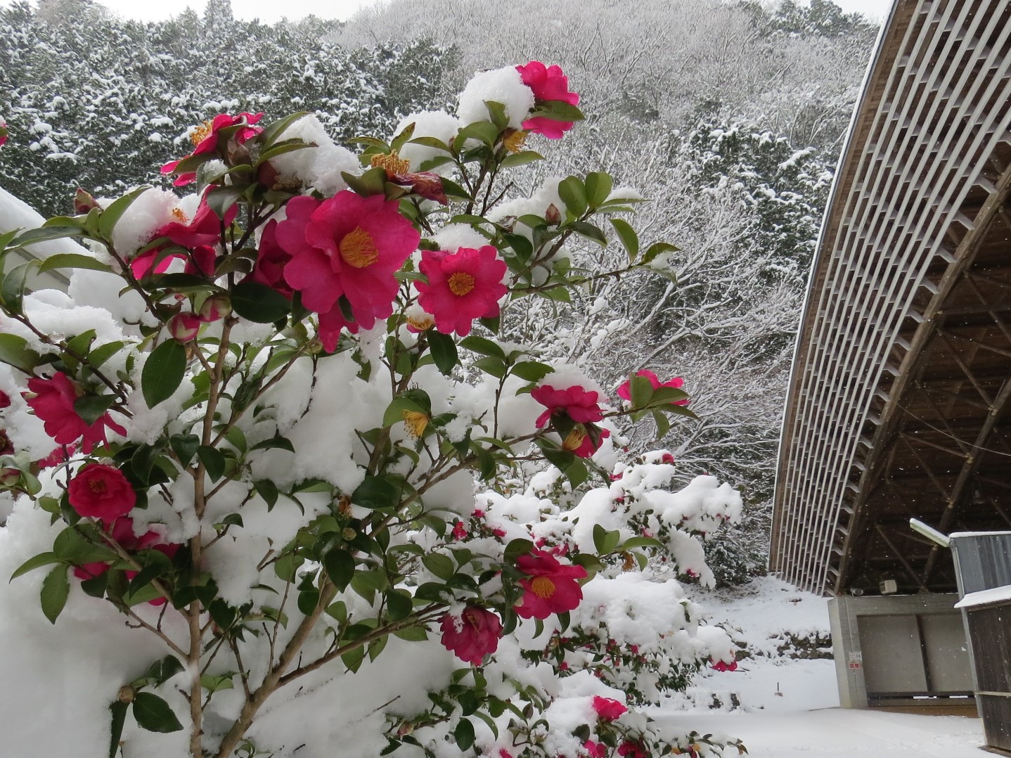 大雪のある日の学遊館ドームと寒椿の写真