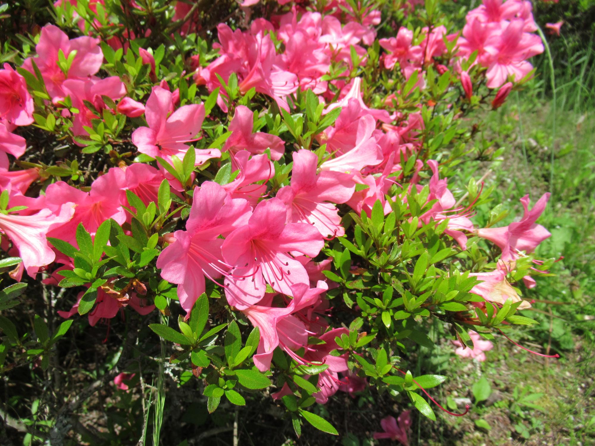 学遊館入り口に咲いているピンク色のサツキの花の写真
