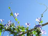 学遊館グリーンカーテンの朝顔が青空にむけてきれいに咲いている写真