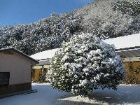 朝日と学遊館中庭にある木の雪景色の写真