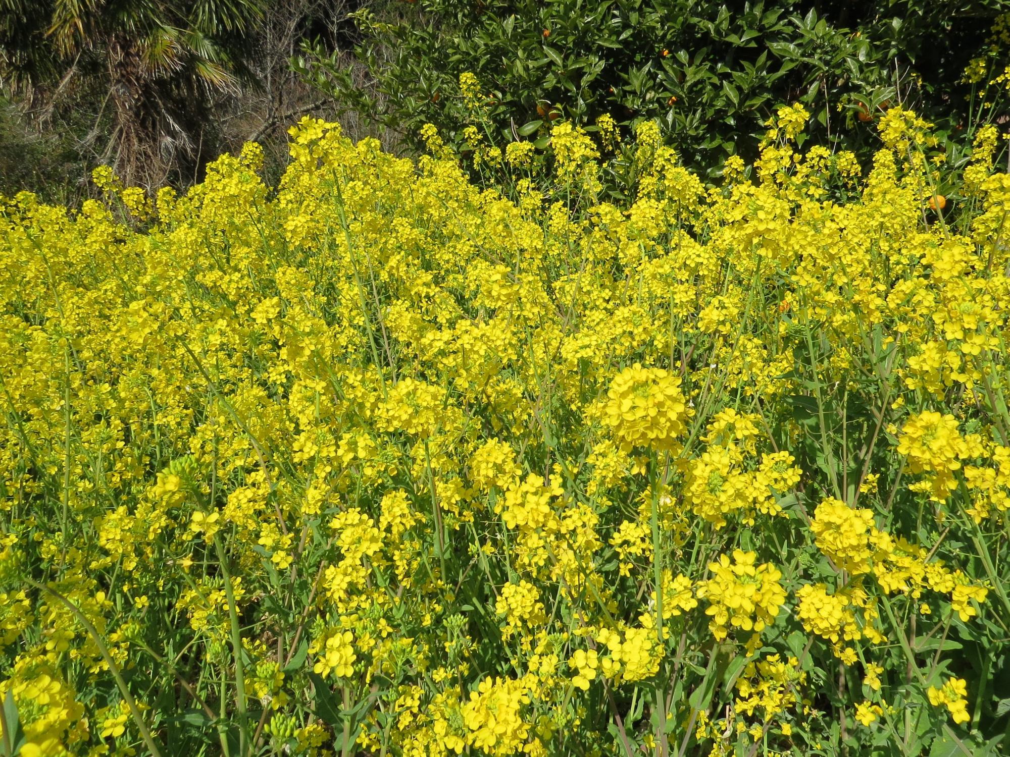 学遊館駐車場近くの菜の花畑の菜の花の写真