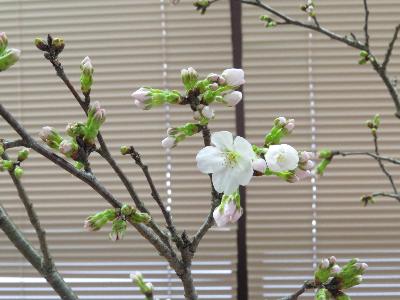 学遊館事務所の桜の写真